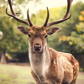 Cloture gibier 200 cm x 50 m