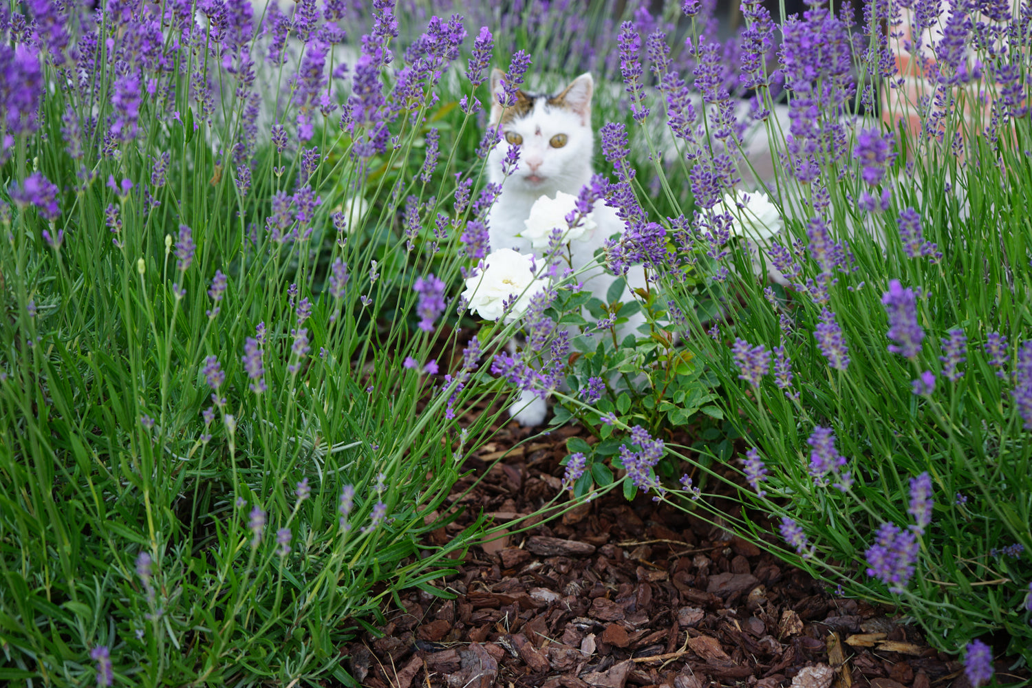  Franse pijnboomschors aangebracht als bodembedekker in een tuinborder rondom vaste planten