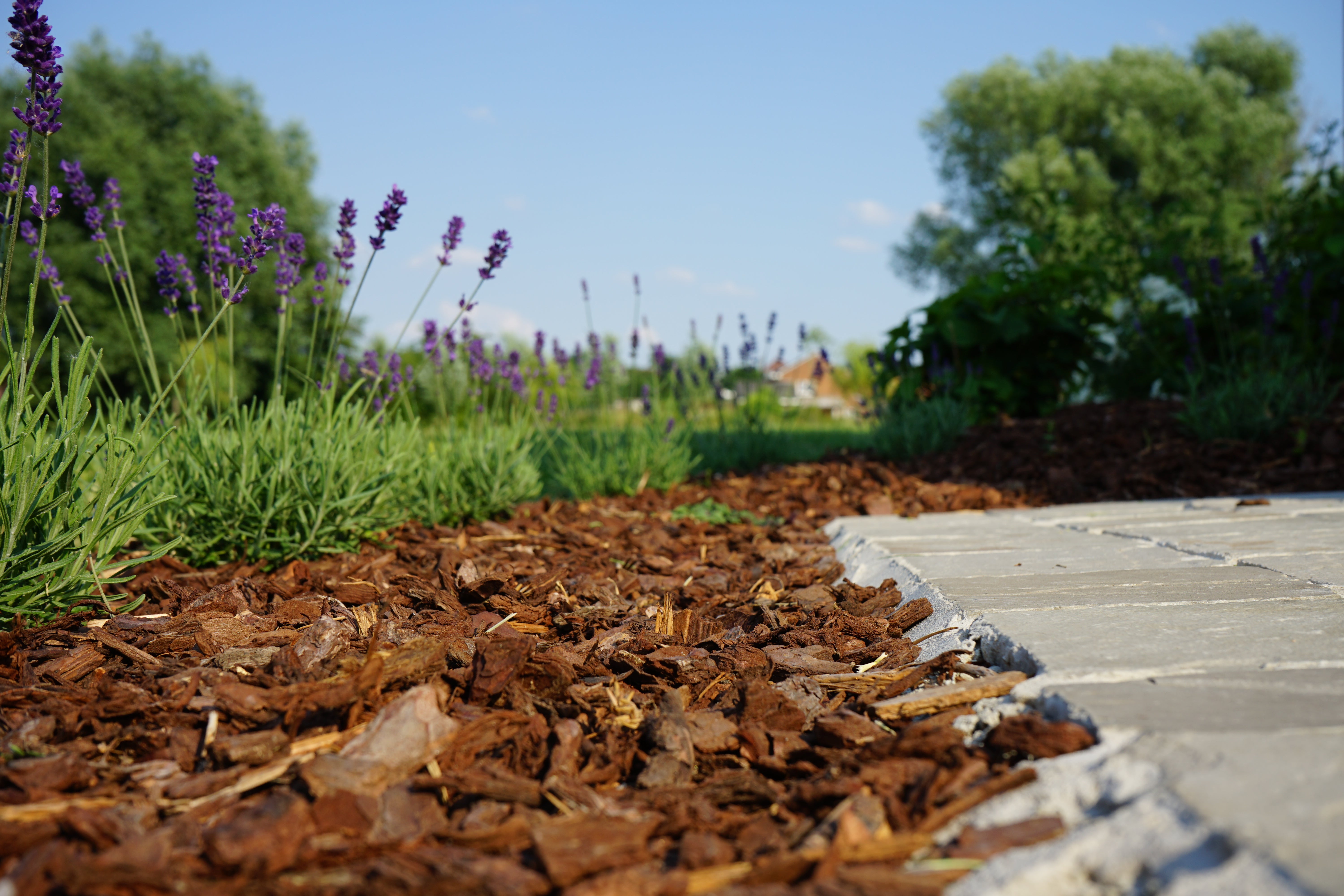 Franse pijnboomschors kaliber 10-20 mm aangebracht als bodembedekker in een tuinborder voor onkruidonderdrukking