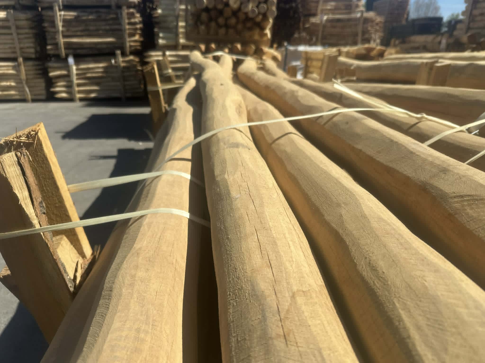 Geschuurde robinia die 16 to 18 cm