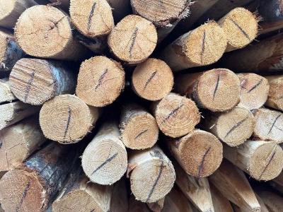 Detail van gepunte kastanjehouten paal 6-8 cm diameter