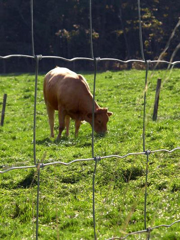 Fil de fer pour moutons