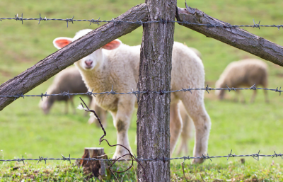 Verzinkt prikkeldraad