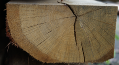 Close-up van de natuurlijke houtstructuur en waankant van een onbehandelde eiken biel, fijn bezaagd uit hoogwaardig Europees eiken met een authentiek karakter.