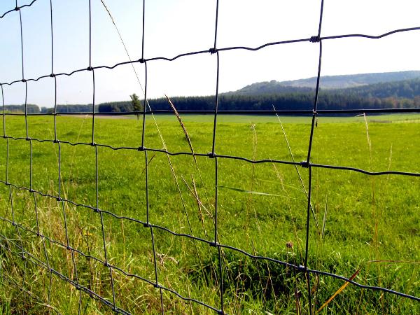 Schapengaas geplaatst als afrastering voor schapen in een weide